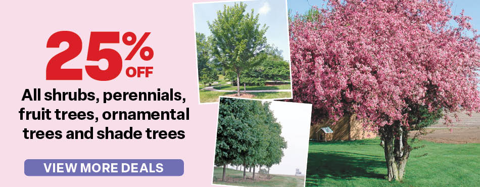 Mother's Day Sale